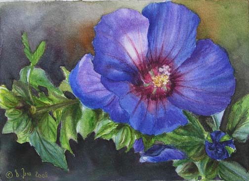 Doris Joa. Blue hibiscus.