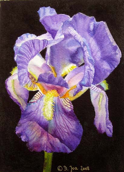 Doris Joa. Blue iris.