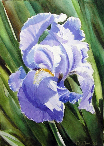 Doris Joa. Blue iris.