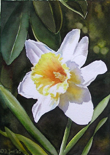 Doris Joa. Single Daffodil.