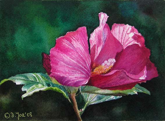 Doris Joa. Pink Hibiscus III.