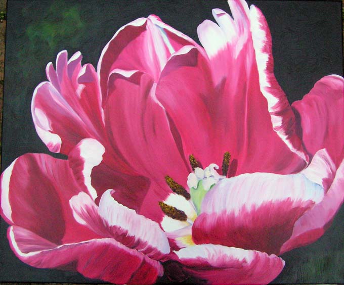 Doris Joa. Pink Tulip.