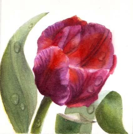 Doris Joa. Red Tulip with Dewdrops.