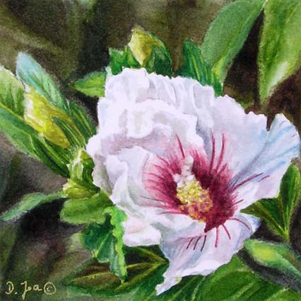 Doris Joa. White hibiscus.