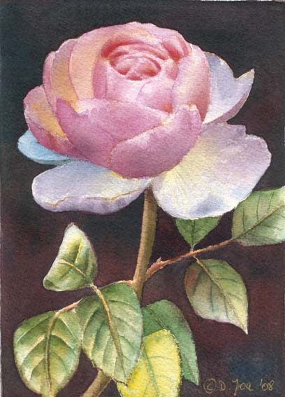 Doris Joa. Harlekin rose.