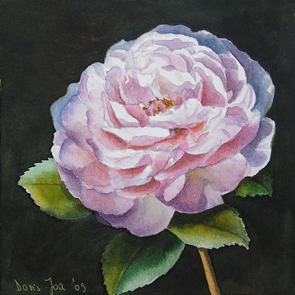 Doris Joa. Heritage Rose.