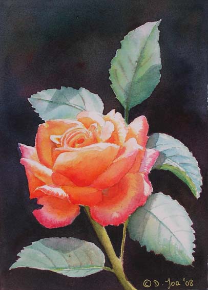 Doris Joa. Orange rose.