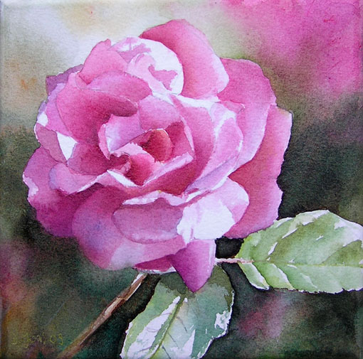 Doris Joa. Pink Rose.