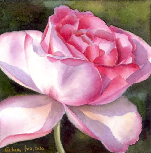Doris Joa. Pink rose.