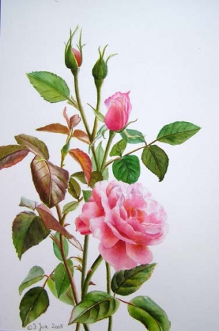 Doris Joa. Pink Rose Study.