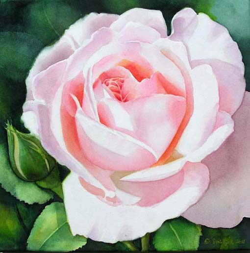 Doris Joa. Pink White Rose.