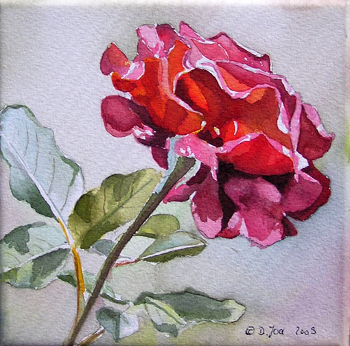 Doris Joa. Red rose.