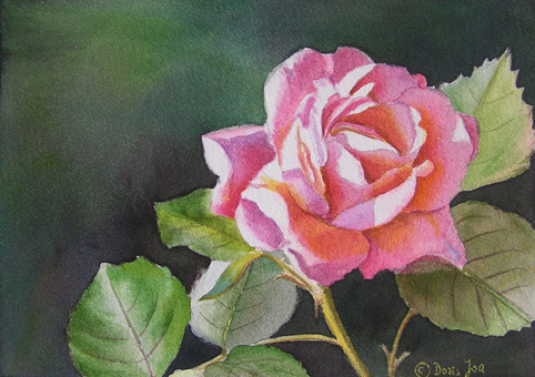 Doris Joa. Pink Rose.
