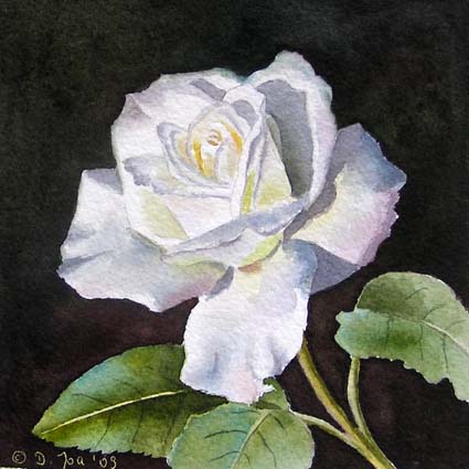 Doris Joa. White Rose.