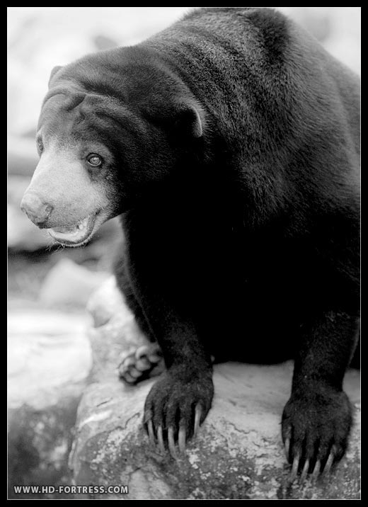 Randis Albion. Bear.