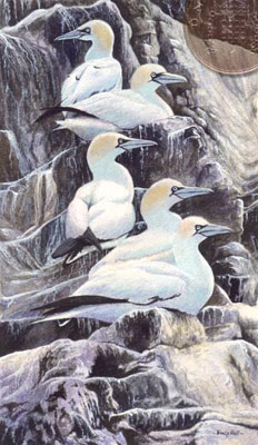 Tracy Hall. Gannets.